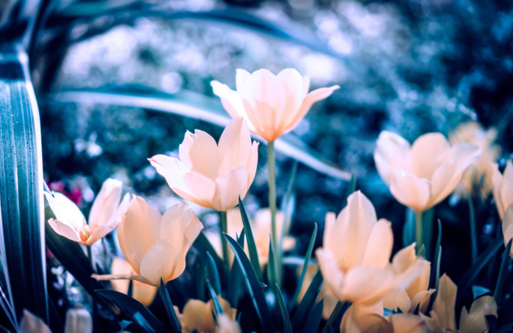 Peach tulips in a spring garden